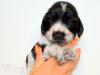 Puppies for sale USA, Kentucky Cocker Spaniel