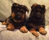 Puppies for sale USA, Florida German Shepherd Dog