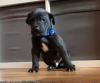 Puppies for sale USA, Kentucky Other breed