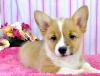 Puppies for sale USA, Nevada Other breed