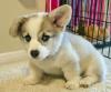 Puppies for sale USA, Alabama Other breed