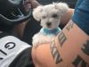 Puppies for sale France, Lille Maltese