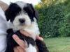 Puppies for sale Germany, Dortmund Tibetan Terrier