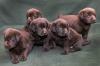 Puppies for sale Slovenia, Krusevac Labrador Retriever