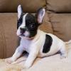 Puppies for sale Canada, New Brunswick French Bulldog