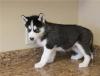 Puppies for sale Russia, Moscow Haski