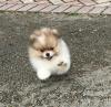 Puppies for sale USA, Connecticut Pomeranian Spitz