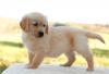 Puppies for sale Belarus, Gomel Golden Retriever