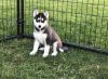 Puppies for sale United Kingdom, Dover Haski