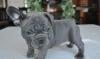 Puppies for sale Uzbekistan, Namangan French Bulldog