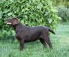 Puppies for sale Poland, Lodz Labrador Retriever
