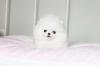 Puppies for sale United Kingdom, Yorkshire Pomeranian Spitz