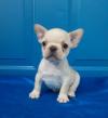 Puppies for sale United Kingdom, Maine French Bulldog