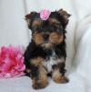 Puppies for sale Belarus, Brest Yorkshire Terrier