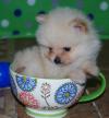 Puppies for sale USA, Arizona, Phoenix Pomeranian Spitz