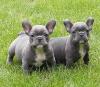 Puppies for sale Tajikistan, Kulyab French Bulldog