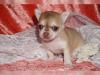 Puppies for sale United Kingdom, Cardiff Chihuahua