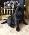 Puppies for sale Estonia, Tallinn Pug