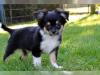 Puppies for sale United Kingdom, Bradford Chihuahua