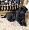 Puppies for sale Czech Republic, Prague Pug