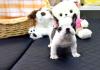 Puppies for sale United Kingdom, Dundee French Bulldog