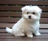 Puppies for sale Estonia, Tartu Maltese