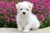 Puppies for sale Estonia, Kohtla-Jarve Maltese