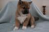 Puppies for sale USA, Louisiana Other breed