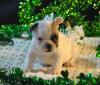 Puppies for sale United Kingdom, Dover French Bulldog