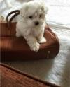 Puppies for sale Poland, Pyzheus Maltese