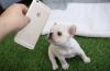 Puppies for sale United Kingdom, Sheffield French Bulldog