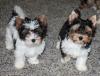 Puppies for sale USA, Kansas Shih Tzu