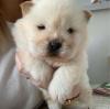 Puppies for sale USA, Florida Chow Chow