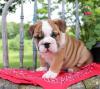 Puppies for sale USA, Alabama English Bulldog