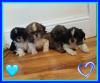 Puppies for sale Luxembourg, Luxembourg Shih Tzu