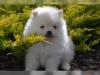 Puppies for sale Hungary, Budapest Pomeranian Spitz