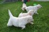 Puppies for sale Luxembourg, Luxembourg Golden Retriever