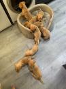 Puppies for sale Luxembourg, Luxembourg Labrador Retriever