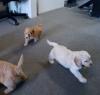 Puppies for sale Luxembourg, Luxembourg Cocker Spaniel