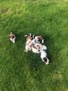Puppies for sale Luxembourg, Luxembourg Jack Russell Terrier
