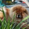 Puppies for sale Slovenia, Belgrade Chow Chow
