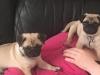 Puppies for sale Luxembourg, Luxembourg Pug
