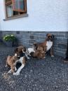 Puppies for sale Luxembourg, Luxembourg Boxer