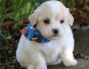 Puppies for sale United Kingdom, Blackburn English Bulldog