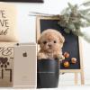 Puppies for sale USA, Alabama Poodle