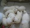 Puppies for sale Luxembourg, Luxembourg Samoyed dog (Samoyed)