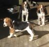 Puppies for sale Luxembourg, Luxembourg Beagle