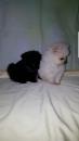 Puppies for sale Azerbaijan, Ganja Pomeranian Spitz