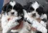 Puppies for sale Spain, Madrid Shih Tzu