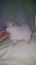 Puppies for sale Azerbaijan, Lankaran Pomeranian Spitz